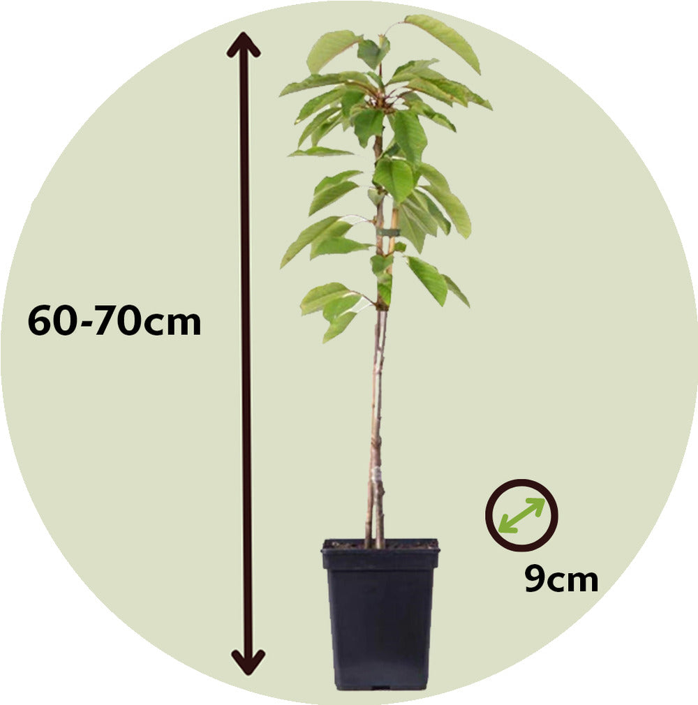  Pommier - Set De 3 - Malus - Hauteur 60-70cm - ⌀9cm