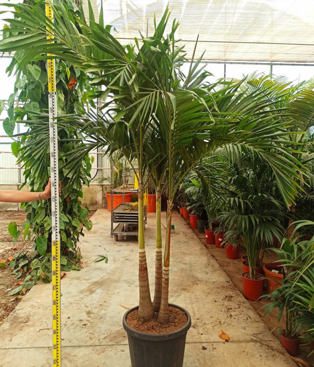  Adonidia Merrillii (veitchia Merrillii- Palmier De Manille) Spécimen - Pot De 45l Tronc Unique 225-250cm