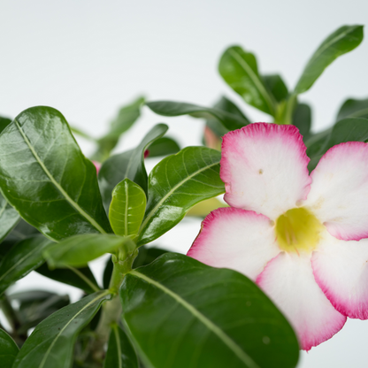  Rose Du Désert - Adenium Obesum 'pink Star' - Hauteur 30-45cm - ⌀13cm