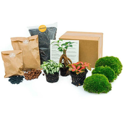  Green Your Bottle - Set Complet Pour Ton Jardin De Bouteilles - Sans Verre - 3 Plantes (ficus Bonsai + 2x Fittonia)