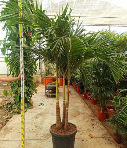  Adonidia Merrillii (veitchia Merrillii- Palmier De Manille) Spécimen Pot De 55l Tronc Unique 225-250cm