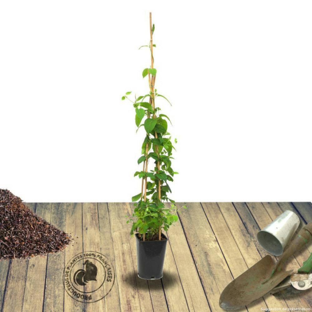  Chèvrefeuille Du Japon Hall's Prolific/[-]pot De 6l - Tipi Bambou 90/150 Cm