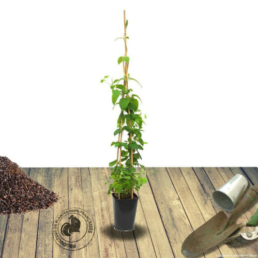  Chèvrefeuille Du Japon Hall's Prolific/[-]pot De 6l - Tipi Bambou 90/150 Cm