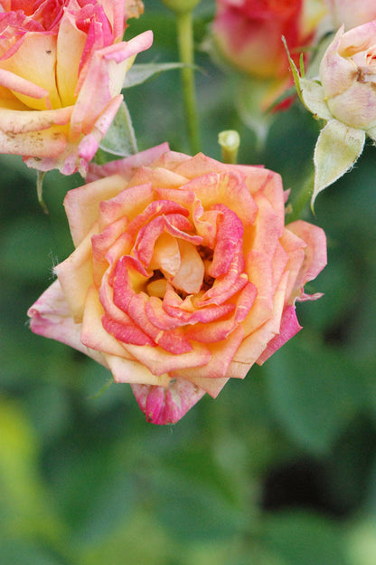  Rosier Kordès ? 'little Sunset ?' - En Pot De 2 Litres