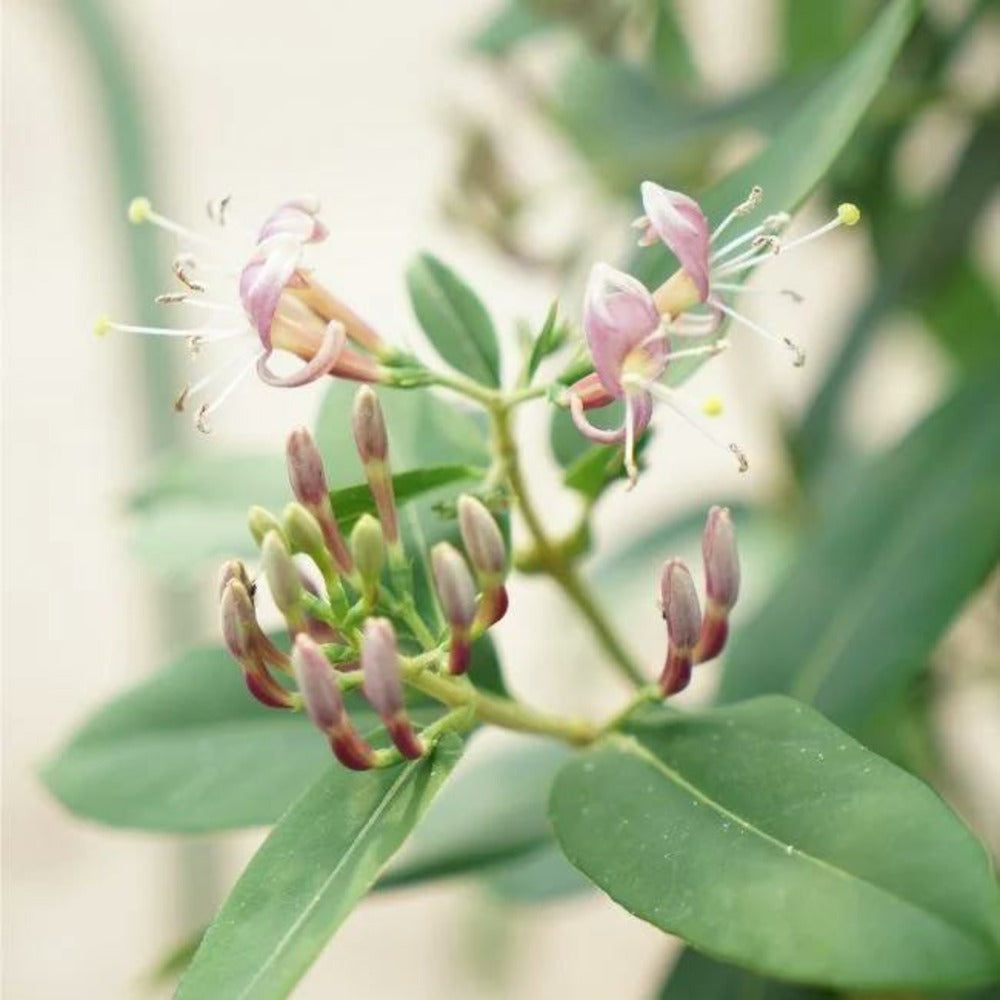  Chèvrefeuille De Henryi - Lonicera Henryi 3l - 60/90cm