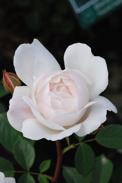  Rosier David Austin 'desdemona' ? - En Pot De 5 Litres