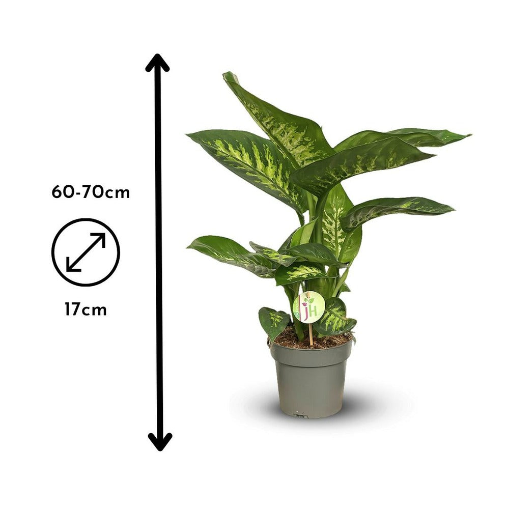  Dieffenbachia - Purificateur D'air - ↕ 60-70 Cm - ⌀ 17 Cm - Plante D'intérieur