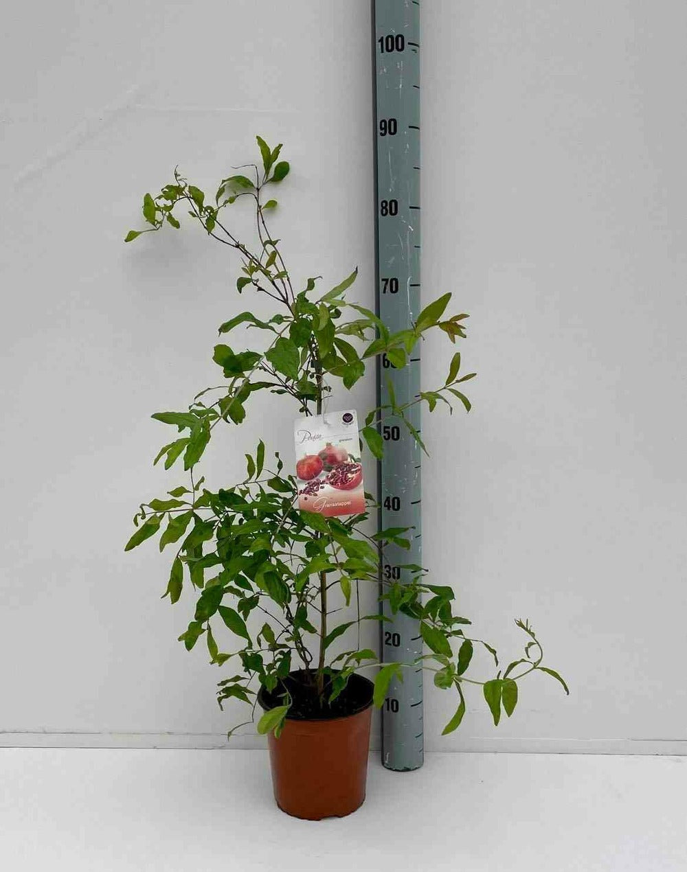  Punica Granatum (grenadier à Fruits) Pot 230l - 175/200cm - Péri 50/60
