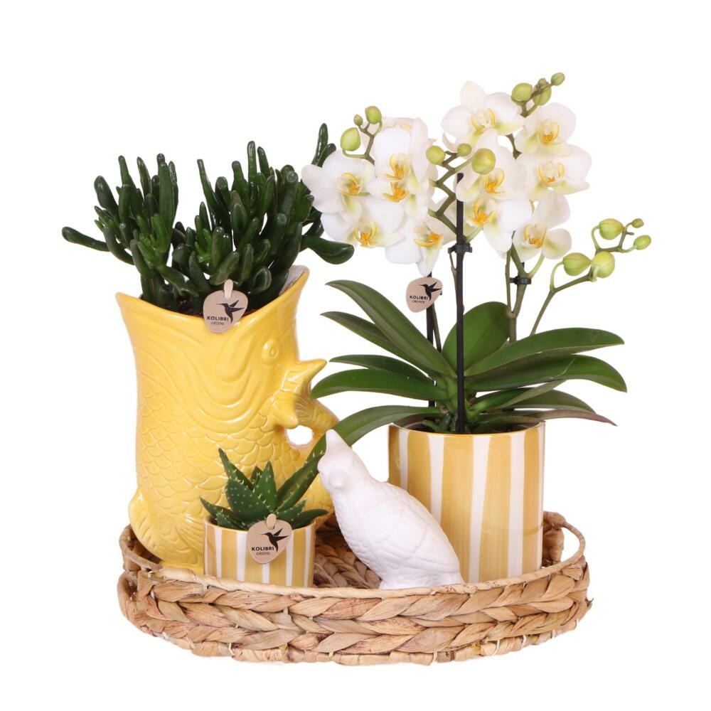  Kolibri Company Set Cadeau Mediterranean Sunset Avec Orchidée Phalaenopsis Blanche Lausanne Et Plantes Succulentes,