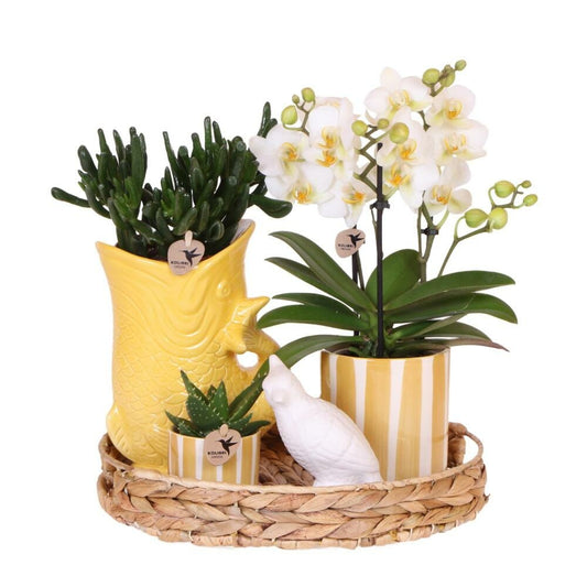  Kolibri Company Set Cadeau Mediterranean Sunset Avec Orchidée Phalaenopsis Blanche Lausanne Et Plantes Succulentes,