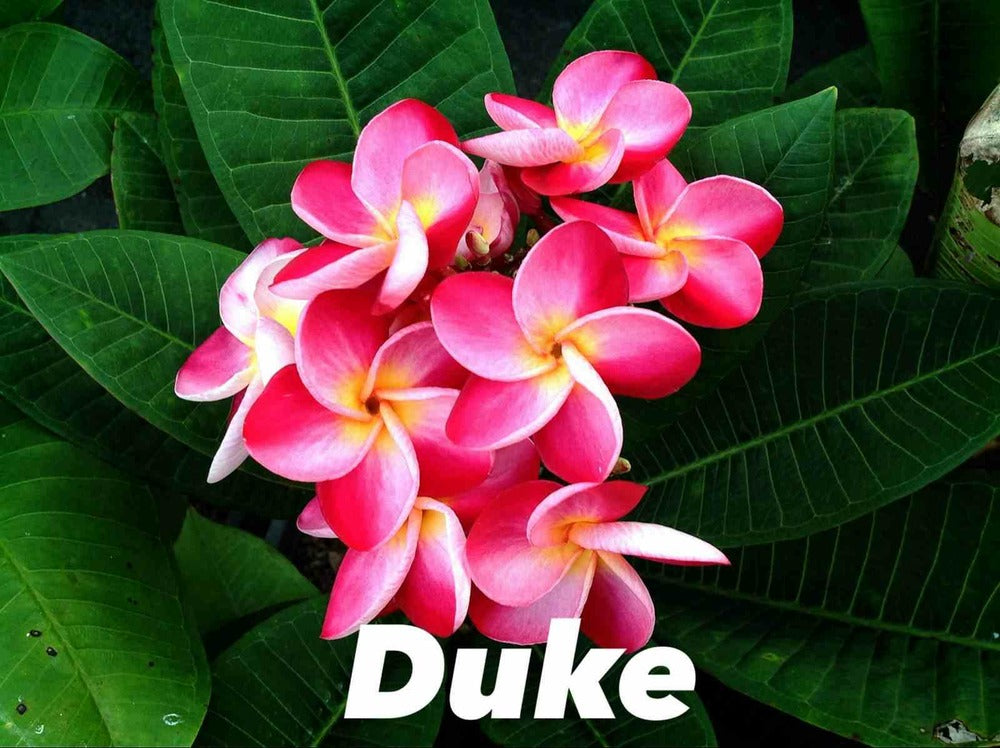  Plumeria Rubra "duke" (frangipanier) Pot De 2 Litres ? 20/30 Cm