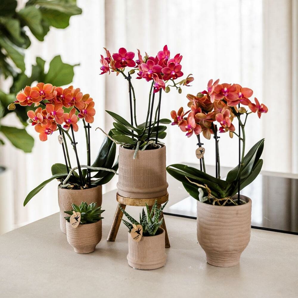 Kolibri Orchids Orchidée Rouge Congo + Bali Zierpot Sand - Taille De Pot 9cm
