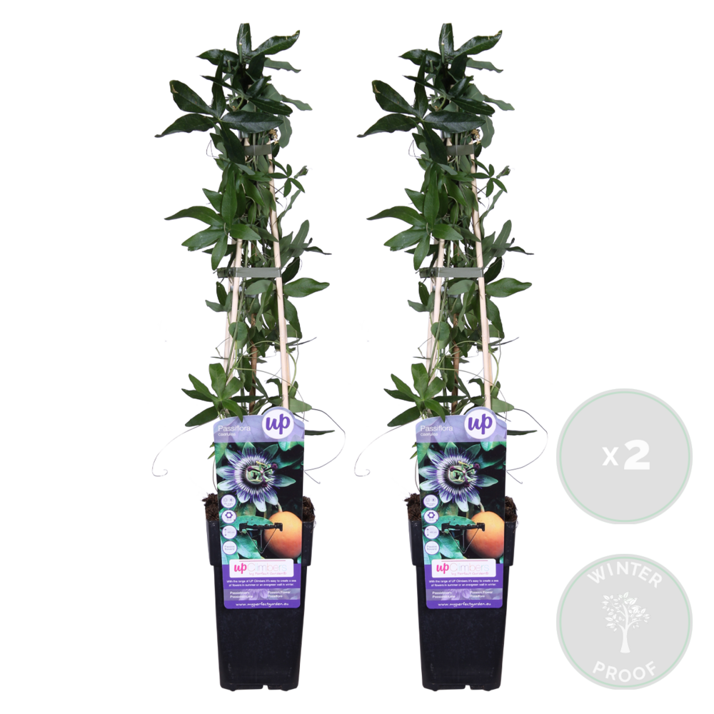  Lot De 2 - Passiflora Caerulea - Fleur De La Passion - Bleu & Blanc - 50-70 Cm De Haut - Pot 15 Cm