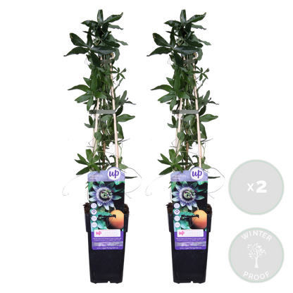  Lot De 2 - Passiflora Caerulea - Fleur De La Passion - Bleu & Blanc - 50-70 Cm De Haut - Pot 15 Cm