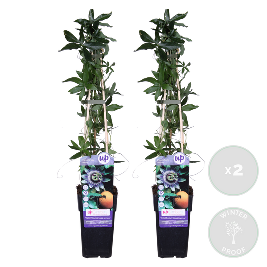 Lot De 2 - Passiflora Caerulea - Fleur De La Passion - Bleu & Blanc - 50-70 Cm De Haut - Pot 15 Cm