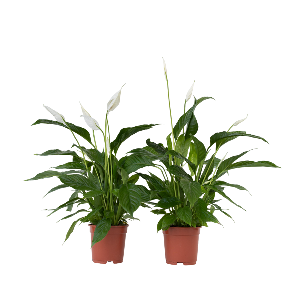  Fleur De Lune - Set De 2 - Spathiphyllum 'lima' - Hauteur 60-75cm - ⌀17cm