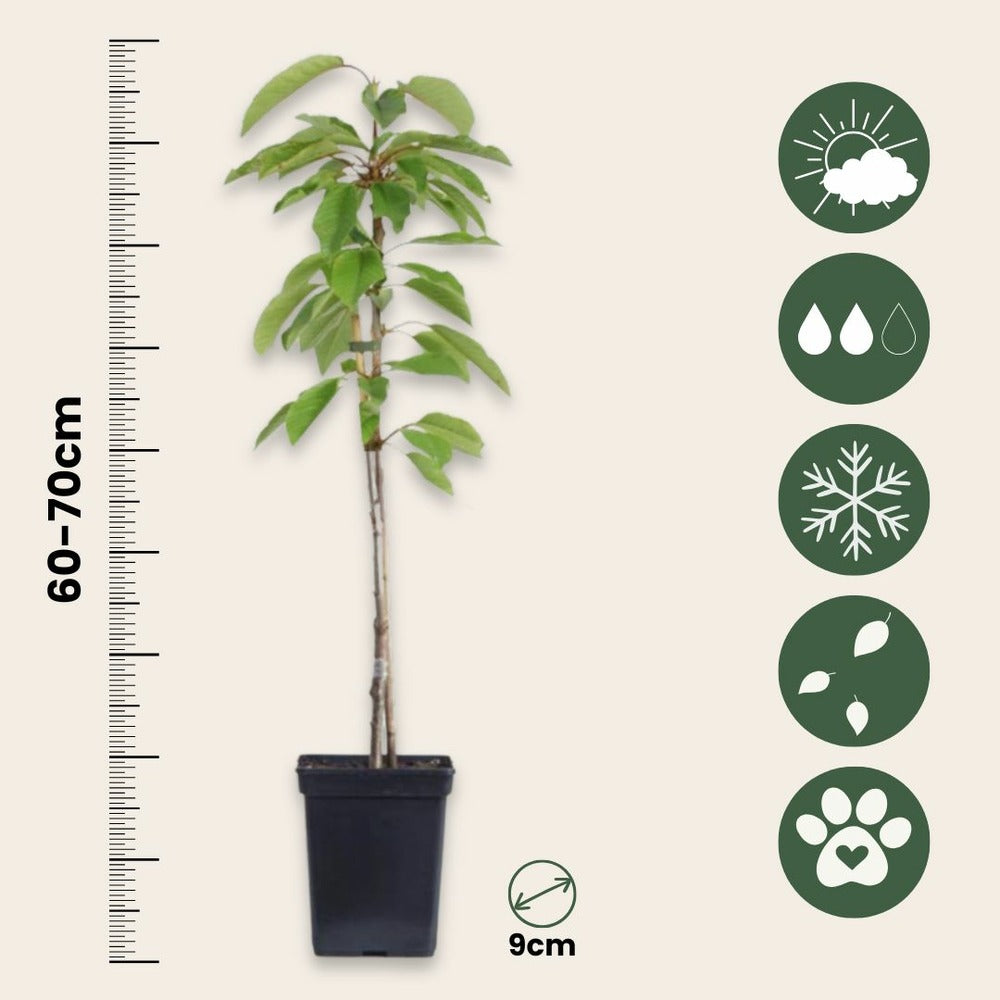  Pommier - Set De 3 - Malus - Hauteur 60-70cm - ⌀9cm
