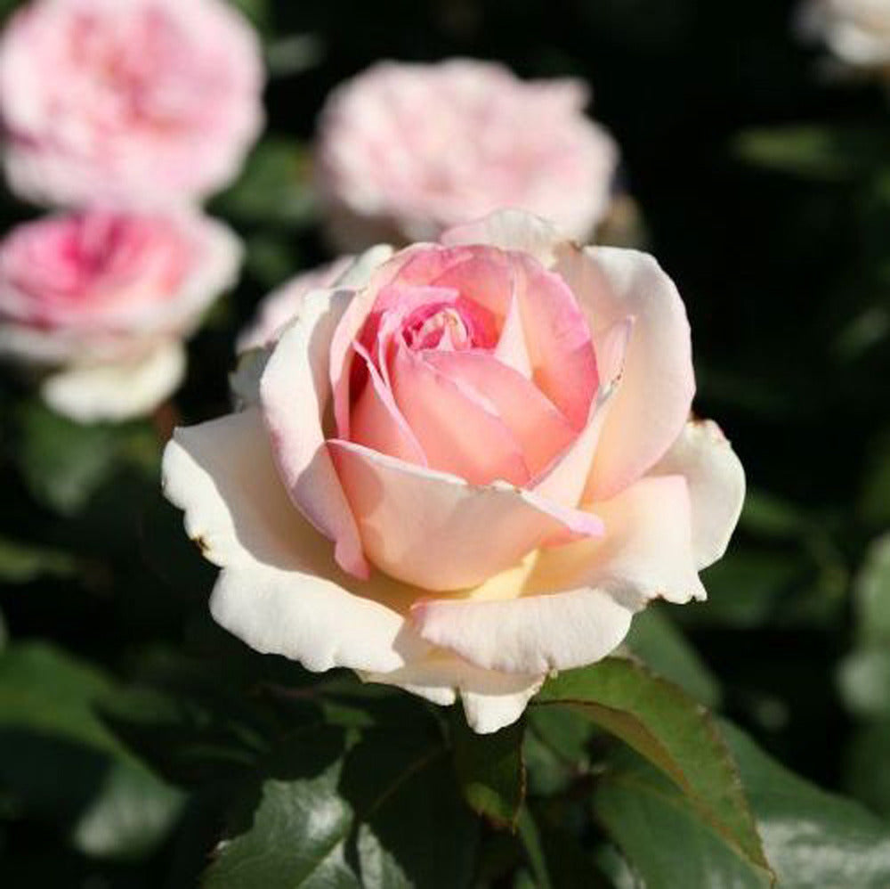  Kordes Eleganza® Rosier - Rosa 'souvenir De Baden-baden'®
