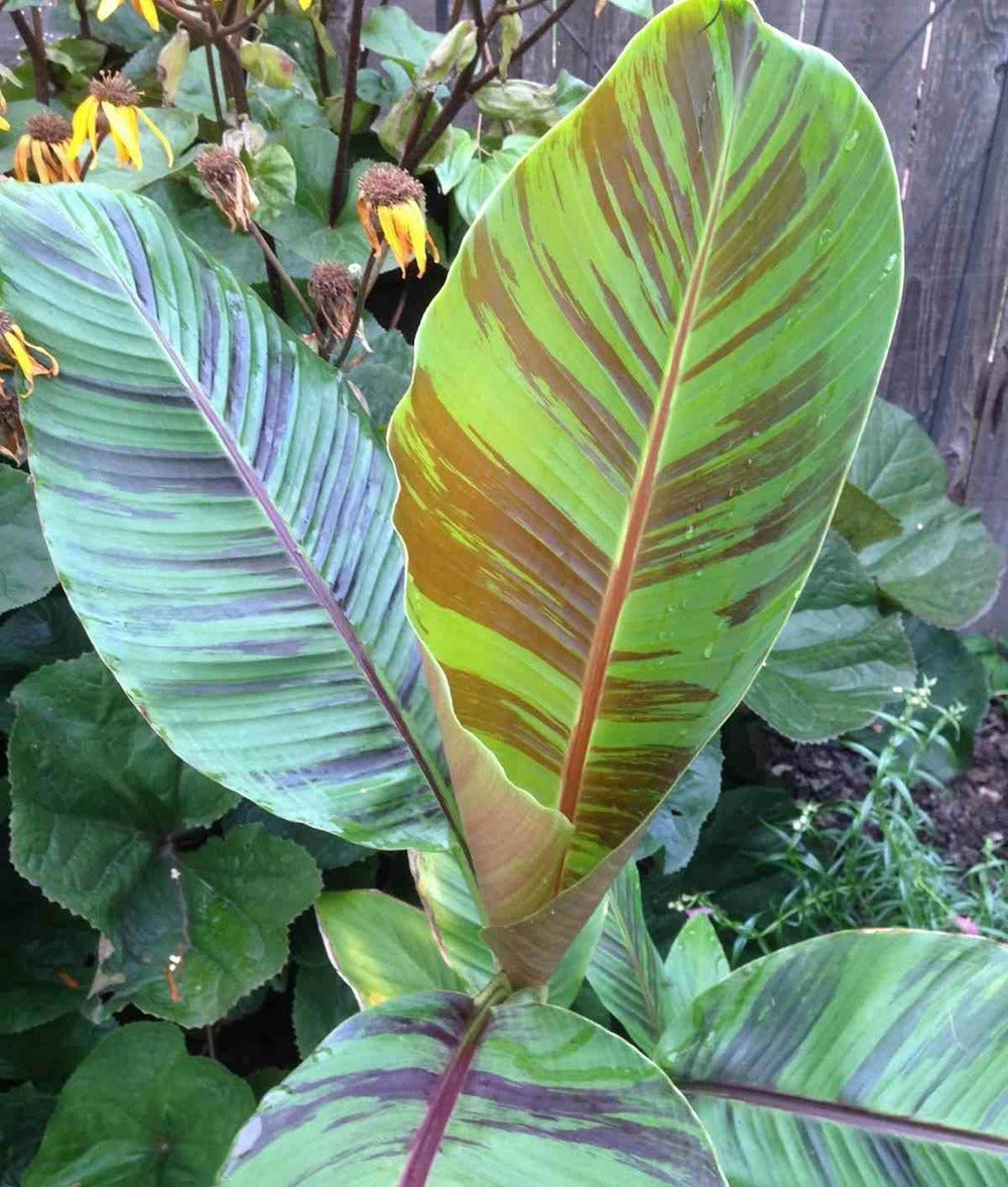  Bananier Musa Sikkimensis Cv. "red Tiger" (manipour) Pot De 2 Litres - 20/40 Cm