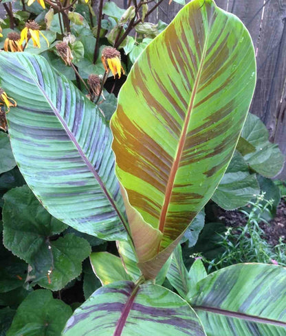 Bananier Musa Sikkimensis Cv. "red Tiger" (manipour) Pot De 2 Litres - 20/40 Cm