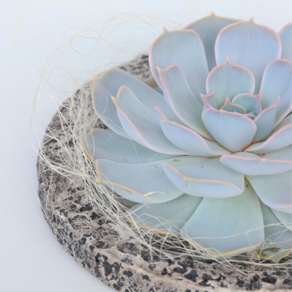  Echeveria - Echeveria Lilacina - Hauteur 8cm