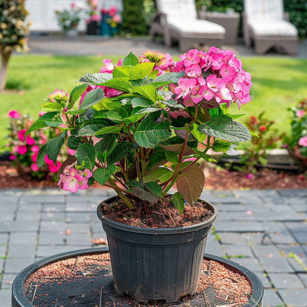  Hortensia - Hydrangea Paniculata 'dare Devil' - Hauteur 25-40cm - ⌀19cm