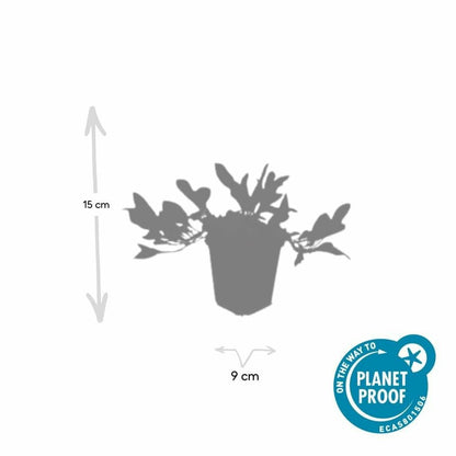  Renouée 'darjeeling Red' X12 – Entre 0,75 Et 1m2