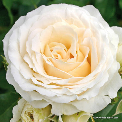  Kordes Rose Des Fées - Rosa 'kosmos'®