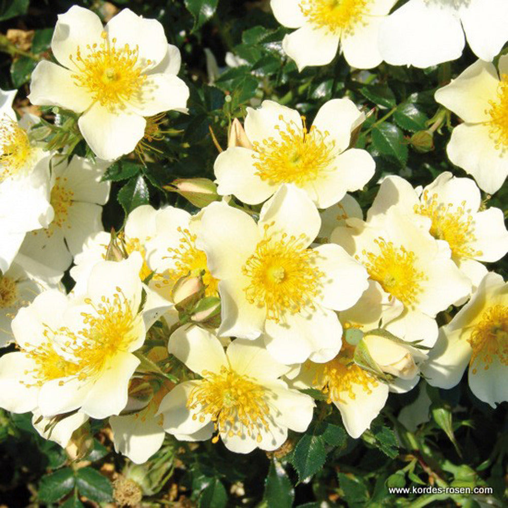  Kordes Nectar Rosier - Rosa 'sonnenröschen'®