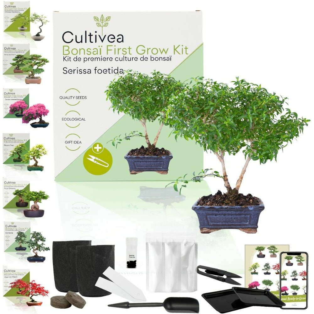  Cultivea- Kit First Bonsai Serissa Foetida Avec Accesoires