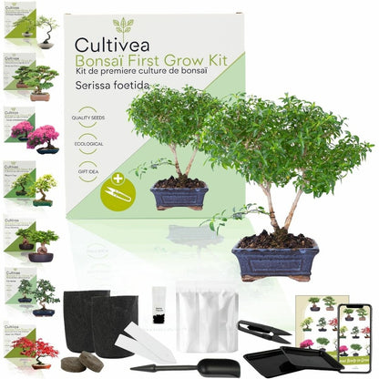  Cultivea- Kit First Bonsai Serissa Foetida Avec Accesoires