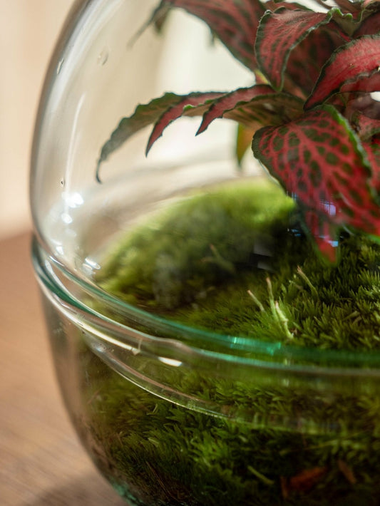  Terrarium - Bohol