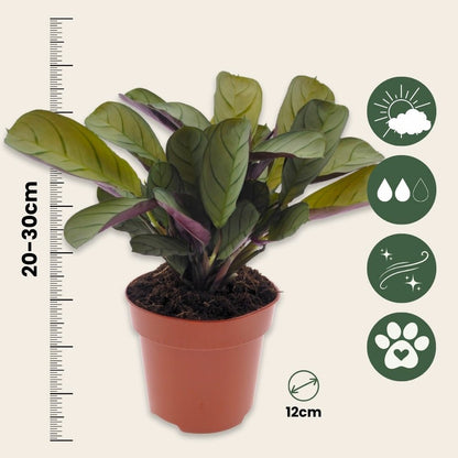  Plante Dormeuse - Ctenanthe 'amagris' - Hauteur 20-30cm - ⌀12cm