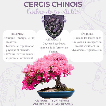  Cultivea - Kit First Bonsai - Graines De Cercis Chinensis Avec Accessoires