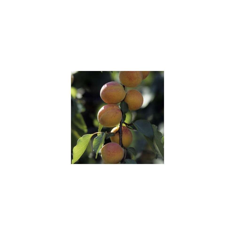  Abricotier, Variétés Variables Pot 25L