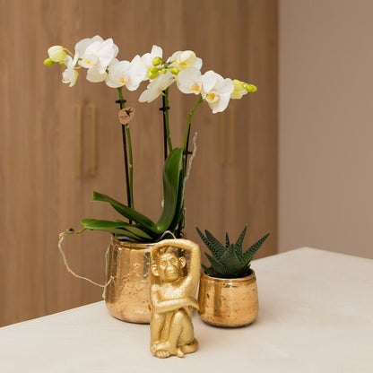  Phalaenopsis Amabilis En Pot Luxueux Doré 35cm - Plante D'intérieur