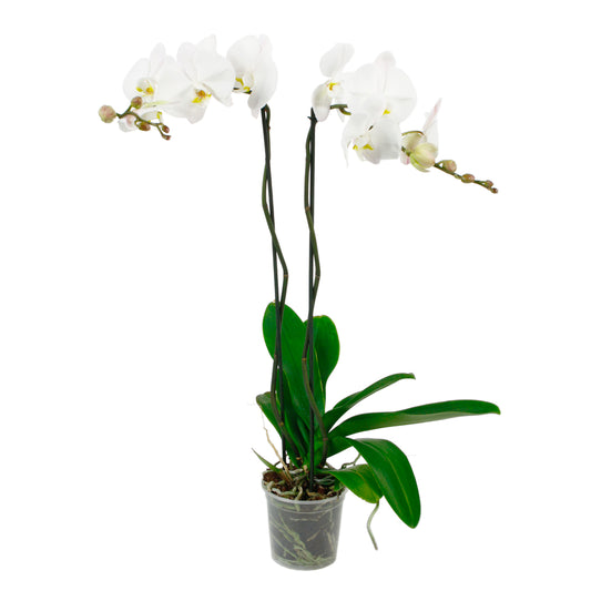  Orchidée Phalaenopsis 'Tsarine' 2 Tiges - Pot D.15 Cm
