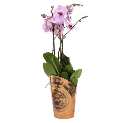  Orchidée Phalaenopsis Duetto 3 Tiges - Pot D.17 Cm