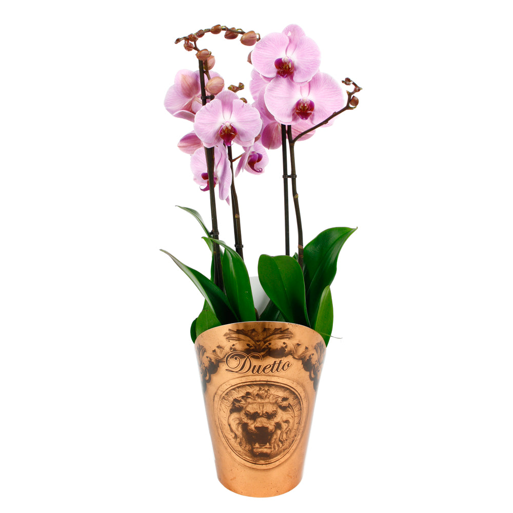  Orchidée Phalaenopsis Duetto 3 Tiges - Pot D.17 Cm
