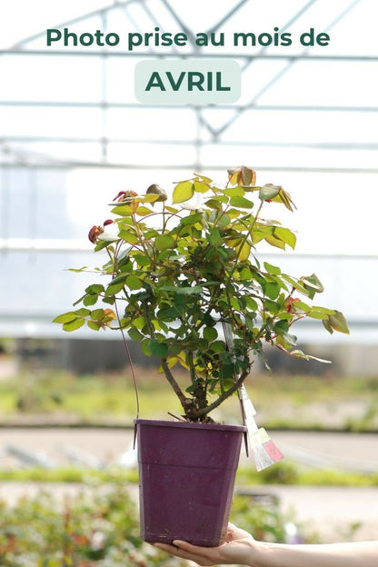 Rosier Kordès 'baronne Caroline' ? - En Pot De 4 Litres