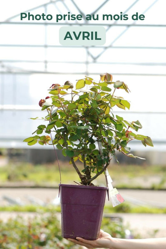  Rosier Kordès 'baronne Caroline' ? - En Pot De 4 Litres