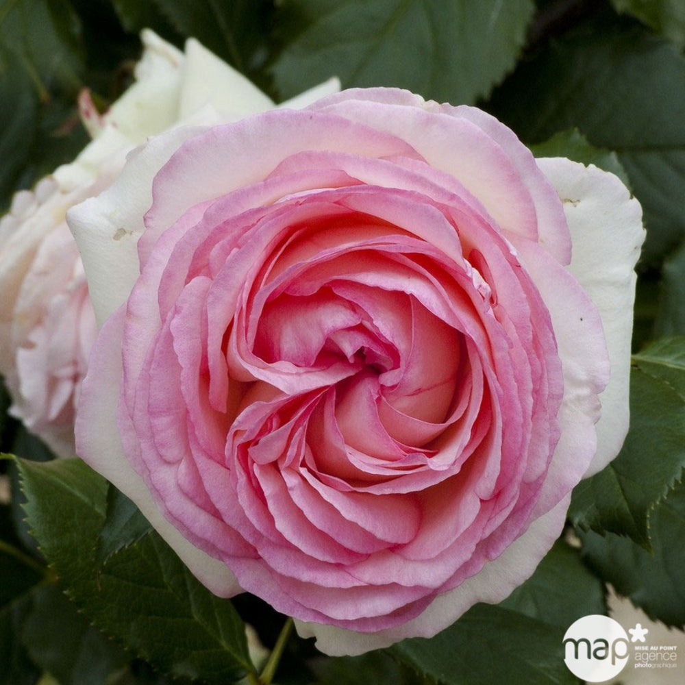  Rosier Grimpant 'Pierre De Ronsard®' (Meiviolin) : Pot De 7,5 Litres