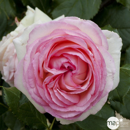  Rosier Grimpant 'Pierre De Ronsard®' (Meiviolin) : Pot De 7,5 Litres