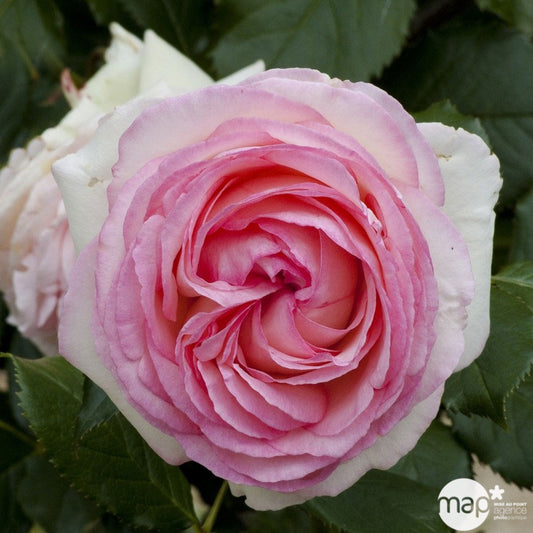  Rosier Grimpant 'Pierre De Ronsard®' (Meiviolin) : Pot De 7,5 Litres