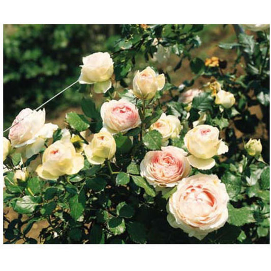  Rosier Grimpant 'Pierre De Ronsard®' (Meiviolin) : Pot De 7,5 Litres