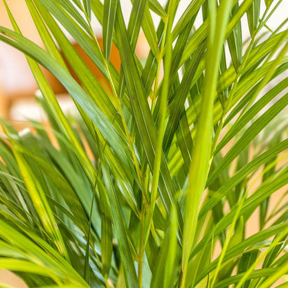  Pamier Areca Dypsis Lutescens D21 H120cm