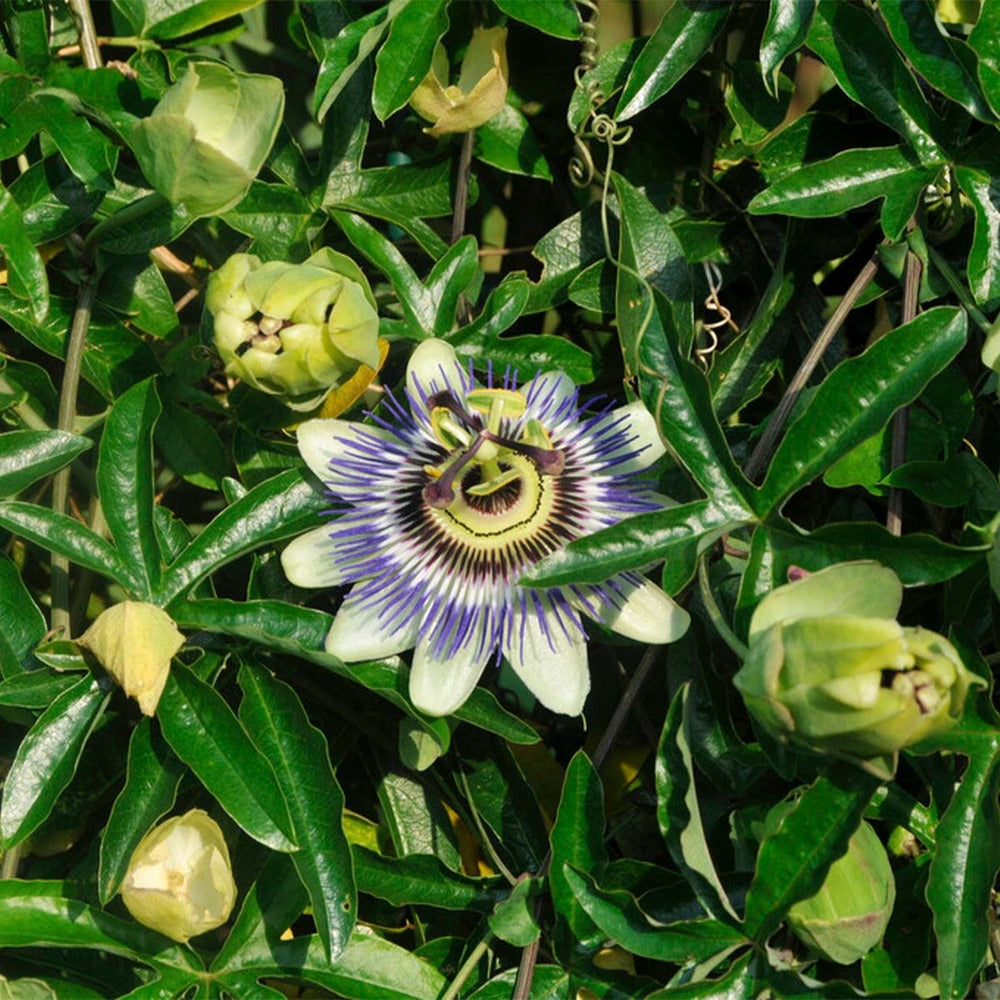 Lot De 2 - Passiflora Caerulea - Fleur De La Passion - Bleu & Blanc - 50-70 Cm De Haut - Pot 15 Cm