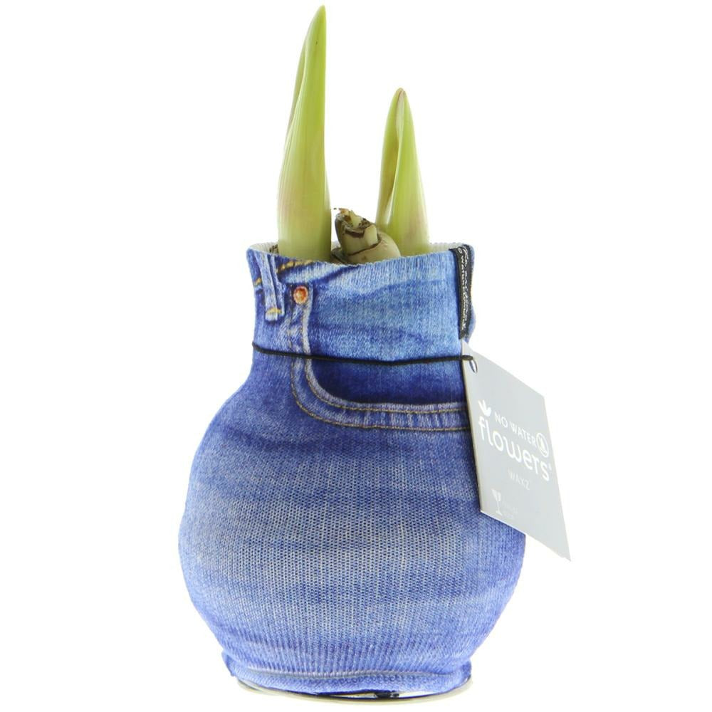  Bulbe D'amaryllis En Chaussette Moderne "fashion Streetlife" Look Jean