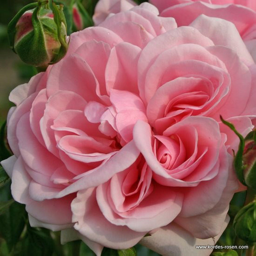  Rosier Kordes - Rosa 'home And Garden'®
