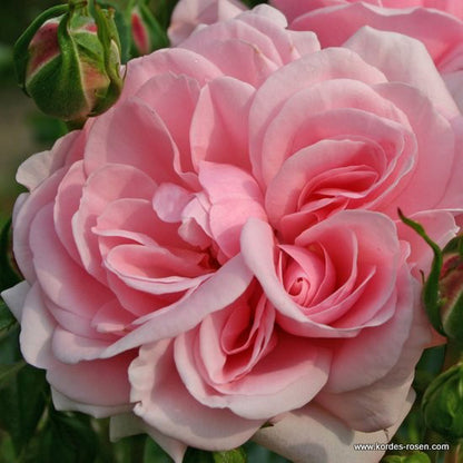  Rosier Kordes - Rosa 'home And Garden'®